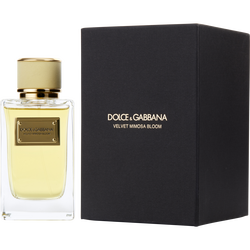 Dolce & Gabbana Velvet Mimosa Bloom